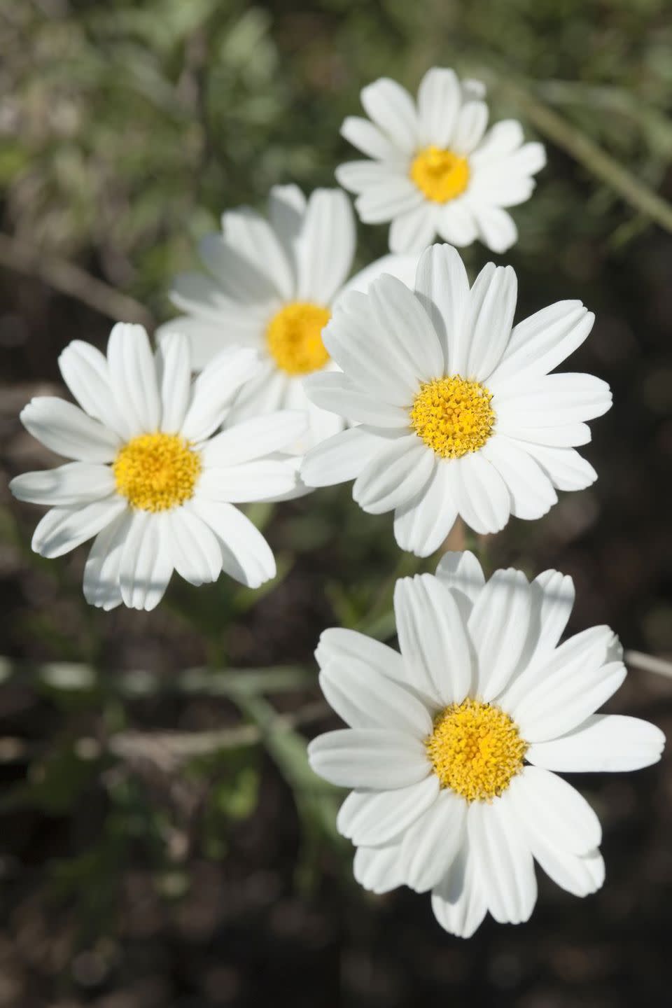 flower meanings, chamomile 