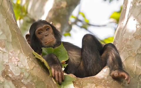 A young chimp  - Credit: Guenter Guni