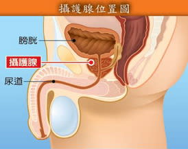 攝護腺又稱「前列腺」，大小有如一個栗子，緊貼著膀胱下方，會分泌攝護腺液。