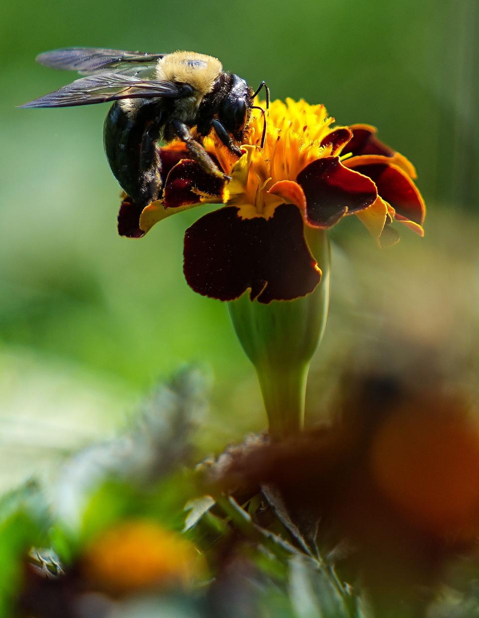 A bee sits on a flower Saturday, Sept. 17, 2022, at Fletcher Place Gardens Project in Indianapolis.  