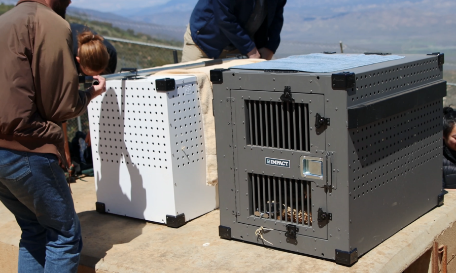 California Wolf Center Announces Transfer of Three Endangered Mexican Gray Wolves to Brookfield Zoo in Chicago (Photo courtesy: California Wolf Center)