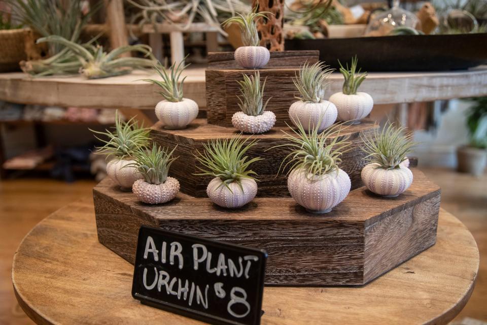 Air plant Tillandsia housed in a sea urchin shell for sale at Zahra in downtown Birmingham on Friday, July 14, 2023.
