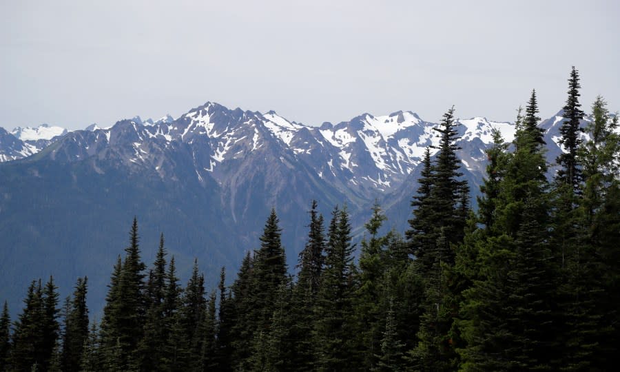 In this photo taken Tuesday, July 9, 2019, the Olympic Mountains are seen beyond a forest from Hurricane Ridge in the Olympic National Park, near Port Angeles, Wash. (AP Photo/Elaine Thompson)