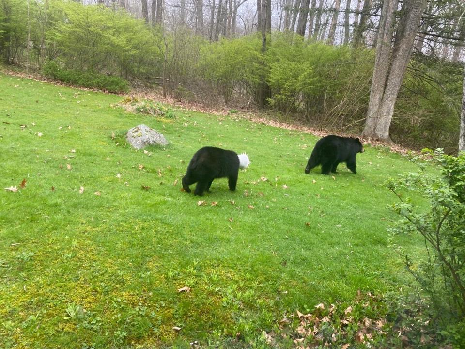 Bear spotted in Sussex County with parts of a chicken feeder stuck on its head.