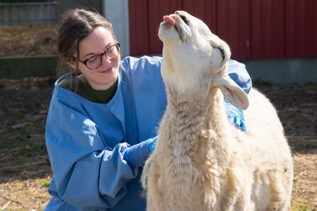 <p>Arizona Humane Society</p> Evie the sheep is treated to a massage