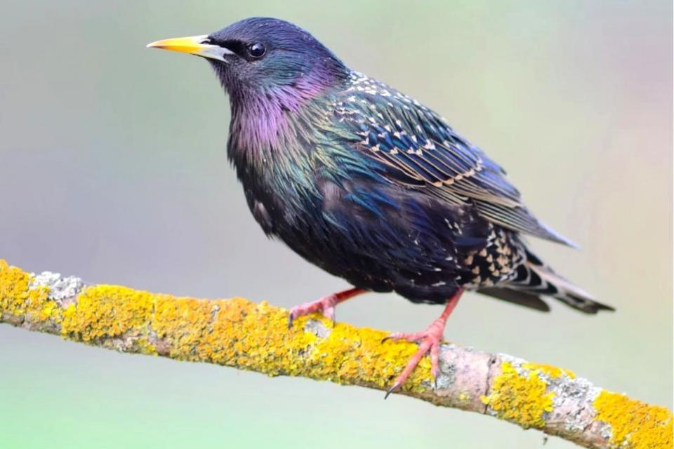 Isle of Wight County Press: Starlings are an endangered species.