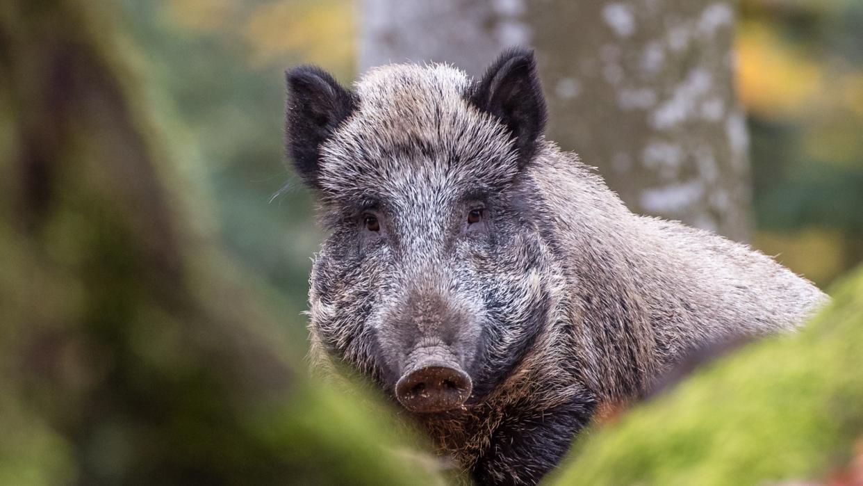  a wild boar standing in a forest looking at the camera with a tree next to it 