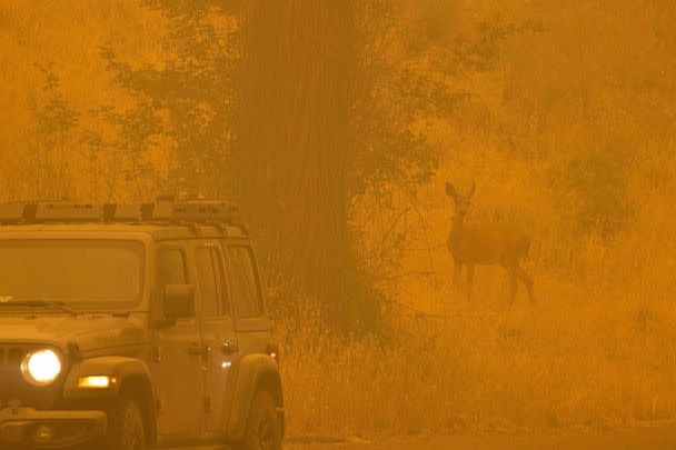 PHOTO: A deer walks through smoke in the community of Klamath River, which burned in the McKinney Fire in Klamath National Forest, northwest of Yreka, Calif., on July 31, 2022. (David McNew/AFP via Getty Images)