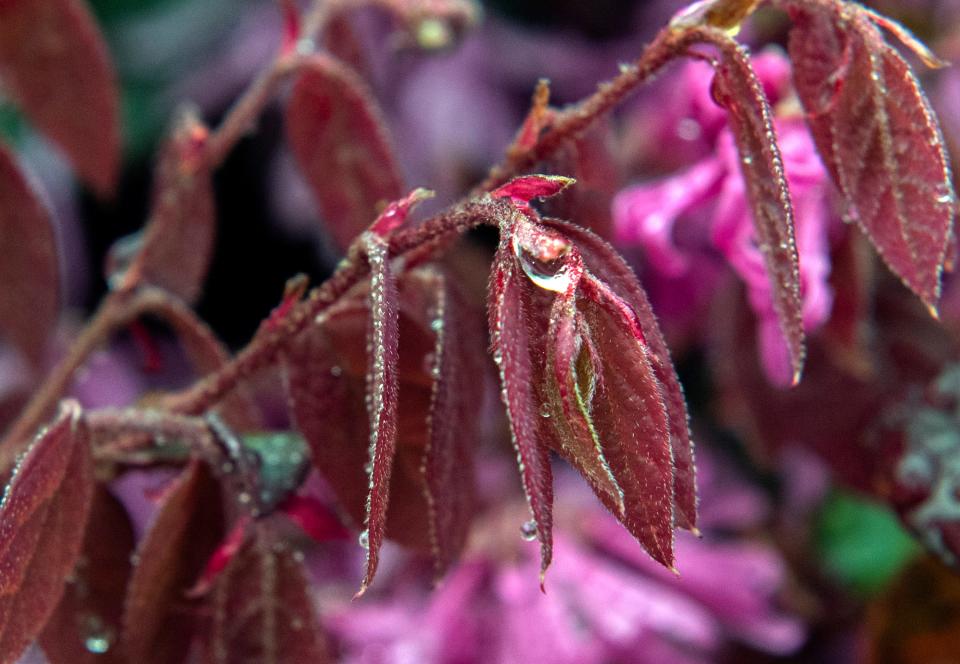 Raindrops cling to a bush near the Hotel Stockton in downtown Stockton on Tuesday, Mar. 21. 2023.