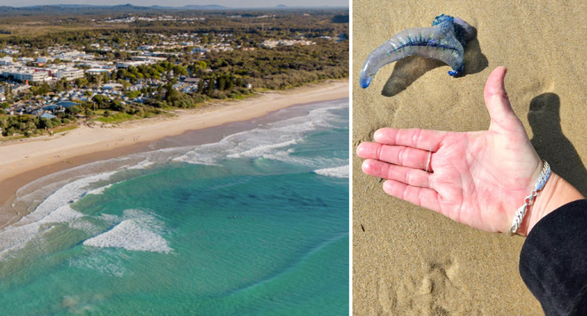 Bluebottle 'epidemic': thousands stung as record numbers swarm Queensland  beaches, Queensland