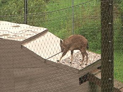 People, animals flee floods in Minnesota