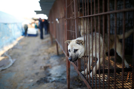 A dog is pictured in a cage at a dog meat farm in Wonju, South Korea, January 10, 2017. REUTERS/Kim Hong-Ji