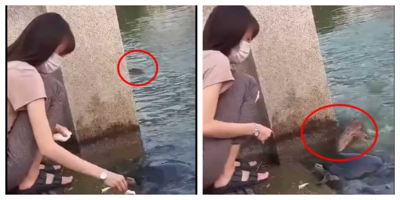 女子餵烏龜引來不速之客。（圖／翻攝自臉書）