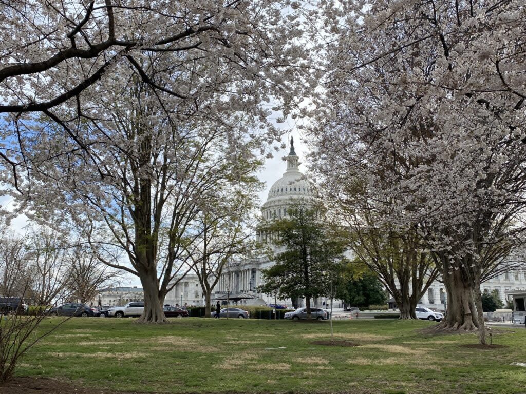 The U.S. Capitol as framed by blossoming cherry trees