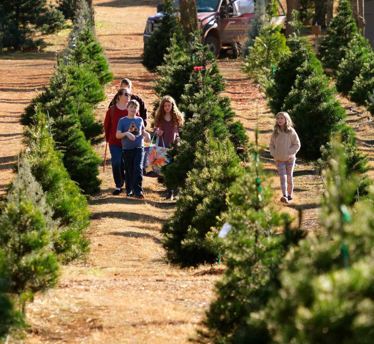 Customers shop for a Christmas tree Dec. 4, 2020, at the Sorghum Mill Christmas Tree Farm.