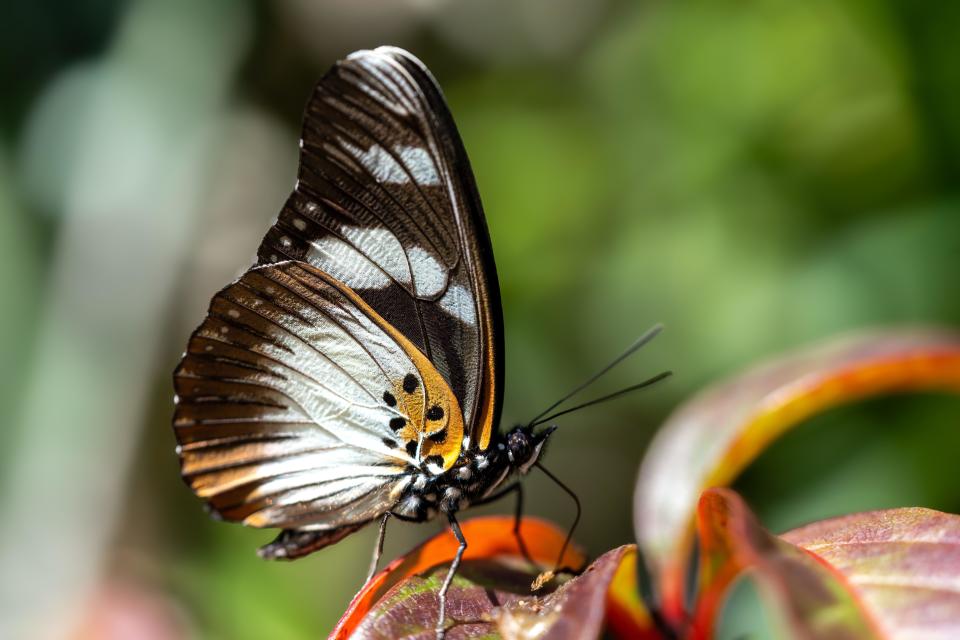 A butterfly in the Mabu forest