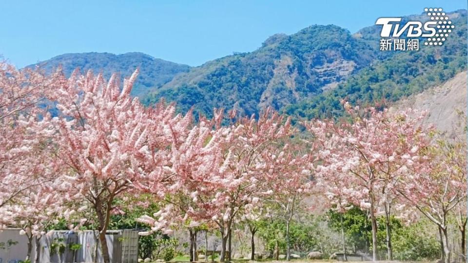 六龜區沿路粉色浪漫滿開(高市觀光局提供)