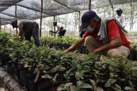 Beneficiaries of Planting Life, a jobs and reforestation program promoted by Mexican President Andres Manuel Lopez Obrador, prepare seedlings for planting in Kopoma, Yucatan state, Mexico, Thursday, April 22, 2021. President Lopez Obrador is making a strong push for his oft-questioned tree-planting program, trying to get the United States to help fund expansion of the program into Central America as a way to stem migration. (AP Photo/Martin Zetina)