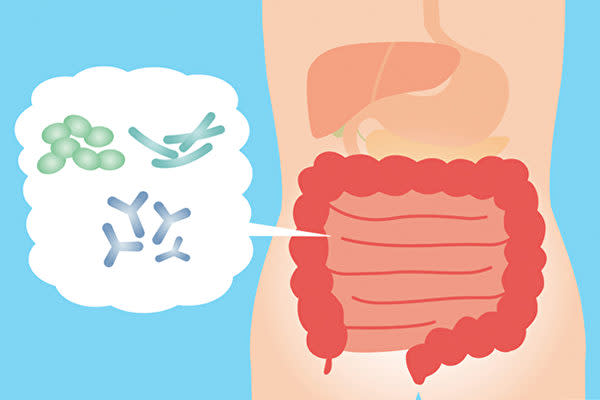 益生菌需要和腸胃道中的壞菌爭地盤（示意圖／Shutterstock）