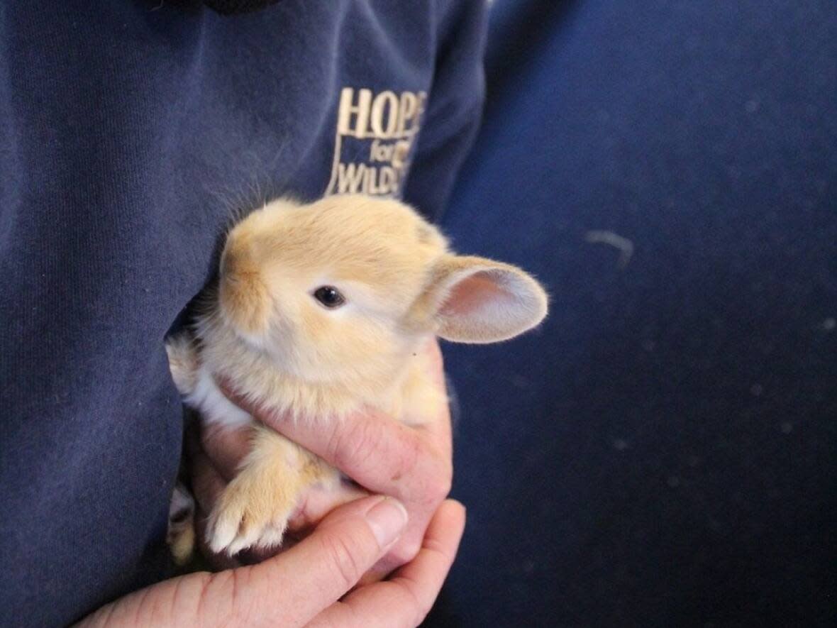 This bunny was born at Honey's Bunnies Rabbit Rescue in Seaforth, N.S., after its mother was found in the streets of Berwick last month. (Alex Mason/CBC - image credit)