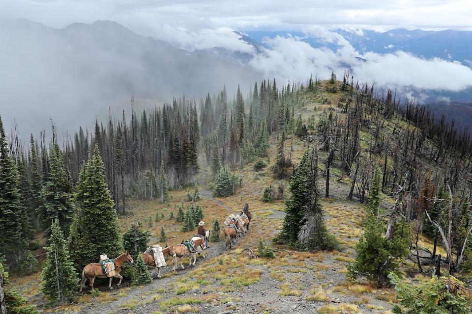 High-elevation tree species like whitebark pines face an increasing risk of blister rust infections and mountain pine beetle infestations that can kill trees, creating more fuel for fires. <a href="https://www.gettyimages.com/detail/news-photo/park-service-animal-packers-jill-michalak-and-jacob-ellis-news-photo/1175612536" rel="nofollow noopener" target="_blank" data-ylk="slk:Chip Somodevilla/Getty Images;elm:context_link;itc:0;sec:content-canvas" class="link ">Chip Somodevilla/Getty Images</a>