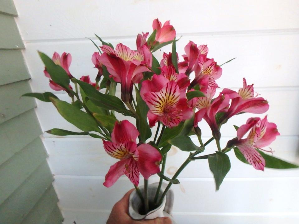 Alstromeria is a long-lasting, inexpensive cut flower.