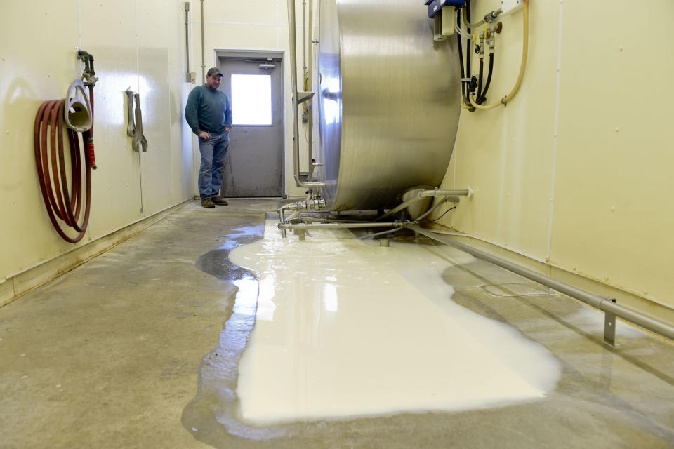 Lower Heidleberg Township, PA - March 31: Dave Wolfskill of Mar-Anne Farms in Lower Heidelberg Township watches 5,500 gallons of milk swirl down the drain as demand cratered from the coronavirus restrictions. "My family has farmed this valley since 1948," he said, "and this is the first time we've ever dumped milk." (Bill Uhrich - MediaNews Group/Reading Eagle via Getty Images)