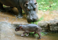 <p>A hippopotamus named Asita watches as her 1-day-old calf examines its enclosure at ZOOM Erlebniswelt Gelsenkirchen Zoo in Gelsenkirchen, Germany, on May 30, 2016. (Roland Weihrauch/EPA) </p>