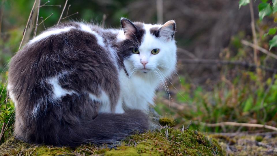 Norwegian forest cat