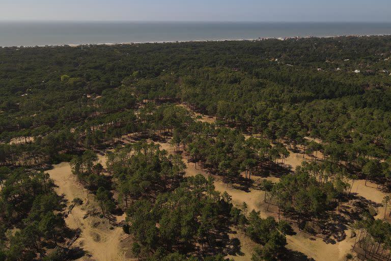 Comienzo de desarrollo del barrio Bosques en Pinamar Norte.