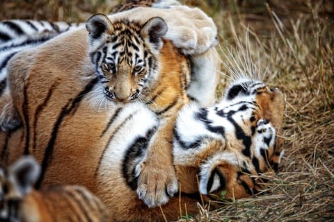 A tigress with its cub - Credit: GETTY