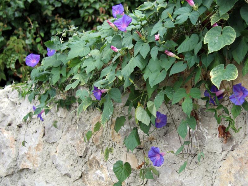 Prunkwinden überwuchern die Mauern: Wenn es auf Capri Herbst wird, bietet die Natur noch einmal alles auf. Foto: Hilke Segbers