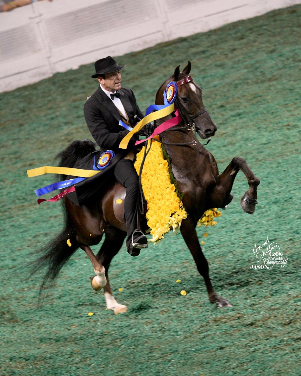 Trainer Chris Reiser on  2016 World Grand Champion Don O'Neill.