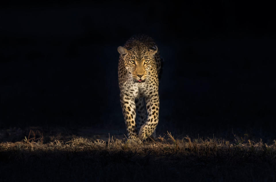 Midnight safari: Wild animals gather under a full moon