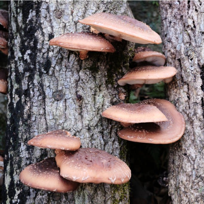 Shiitake mushrooms growing on a tree. 