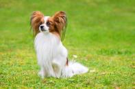 <p>One of the oldest toy breeds, Papillons reach 8 to 11 inches and weigh in at 5 to 10 pounds. They're affectionate, super-smart, and energetic so they need a job to do to stay out of trouble. They're not the best with kids, but they are extreme athletes and excel at agility competitions. Incidentally, papillon means "butterfly" in French, referring to the breed's large, elegant <a href="https://www.akc.org/dog-breeds/papillon/" rel="nofollow noopener" target="_blank" data-ylk="slk:ears that resemble butterfly wings;elm:context_link;itc:0;sec:content-canvas" class="link ">ears that resemble butterfly wings</a>. <br></p>