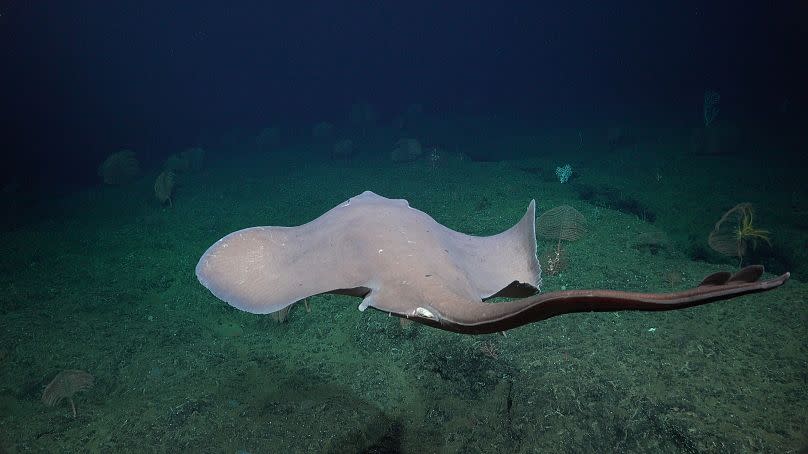 The science team found a thriving deep-sea skate nursery at the top of Tengosed seamount in Costa Rican waters, nicknaming the site 'Skate Park'.