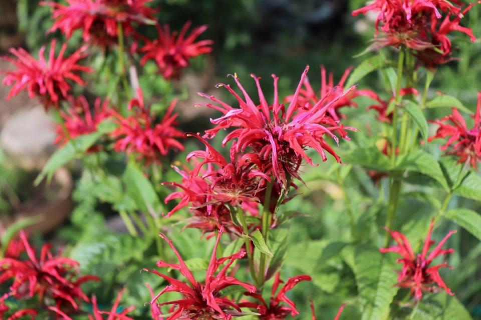 Red flowering beebalm plant.