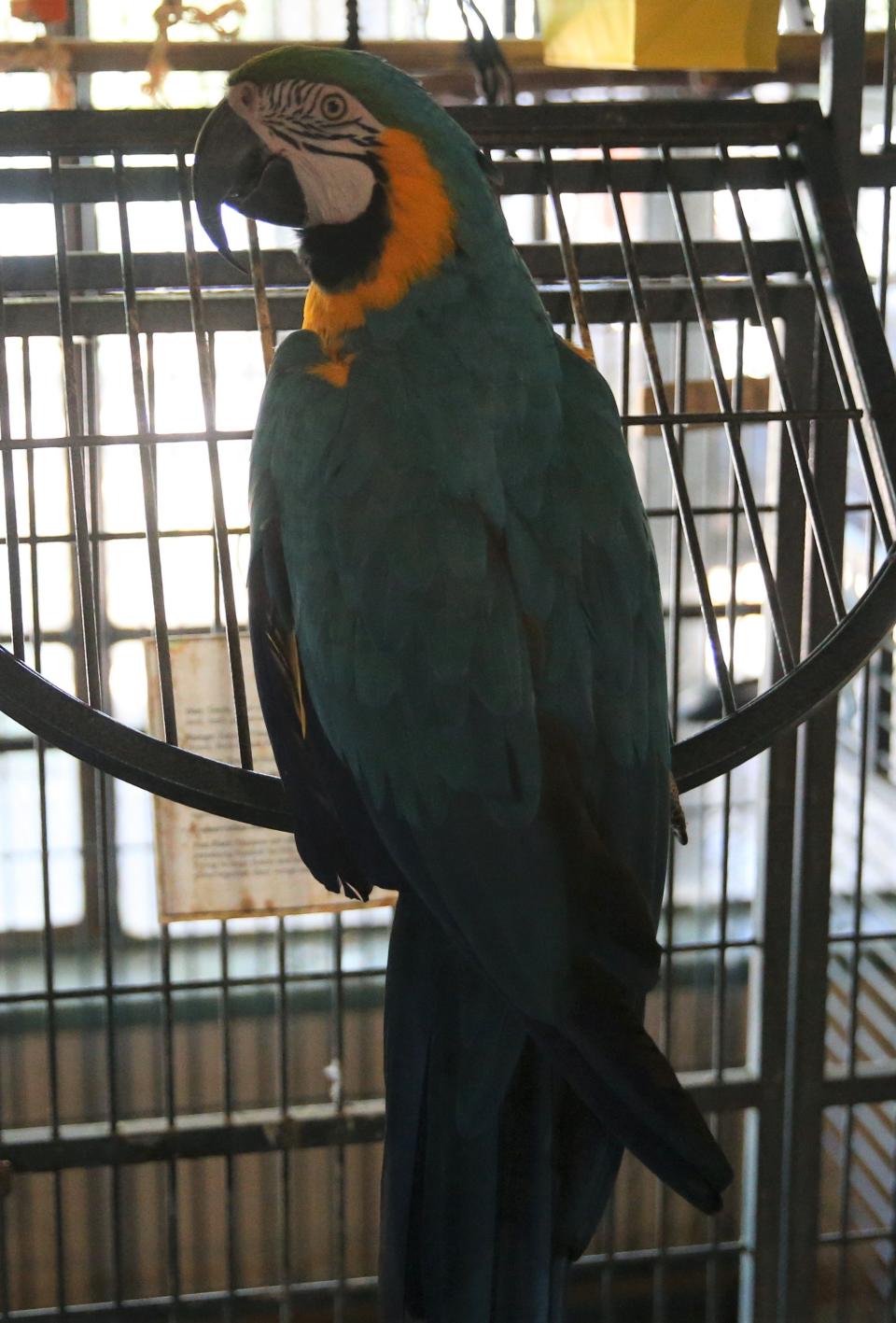 A blue-and-gold mackaw checks out the visitors at the San Angelo Nature Center on Friday, July 8, 2022.