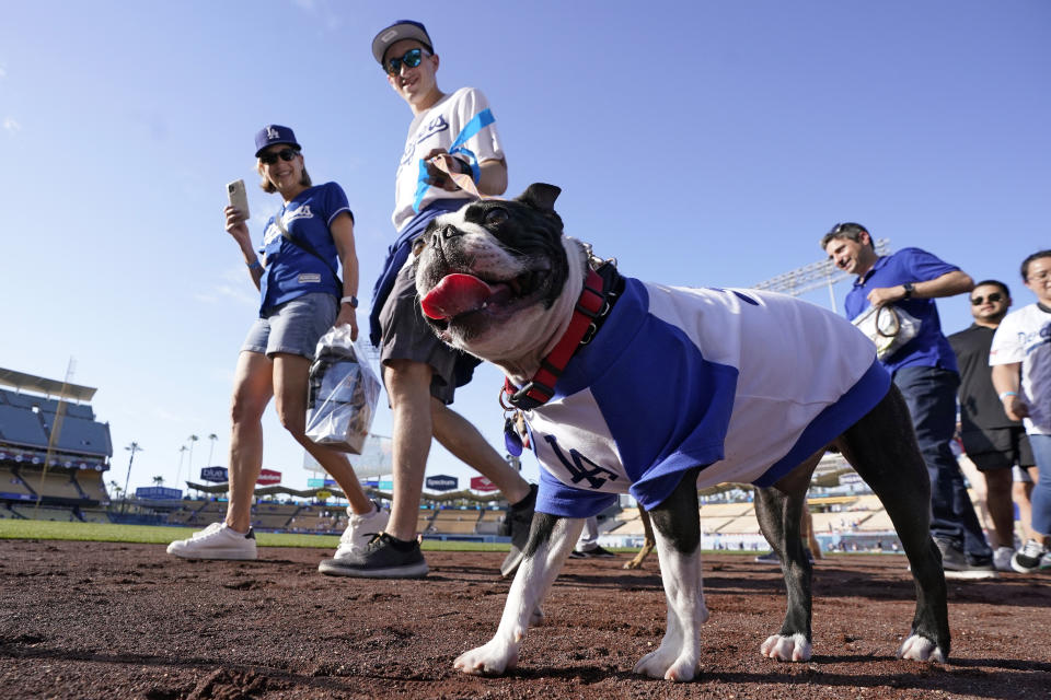 Dogs walk around the field at Dodger Stadium during the Pups at the Park event prior to a baseball game between the Los Angeles Dodgers and the Philadelphia Phillies Saturday, May 14, 2022, in Los Angeles. (AP Photo/Mark J. Terrill)