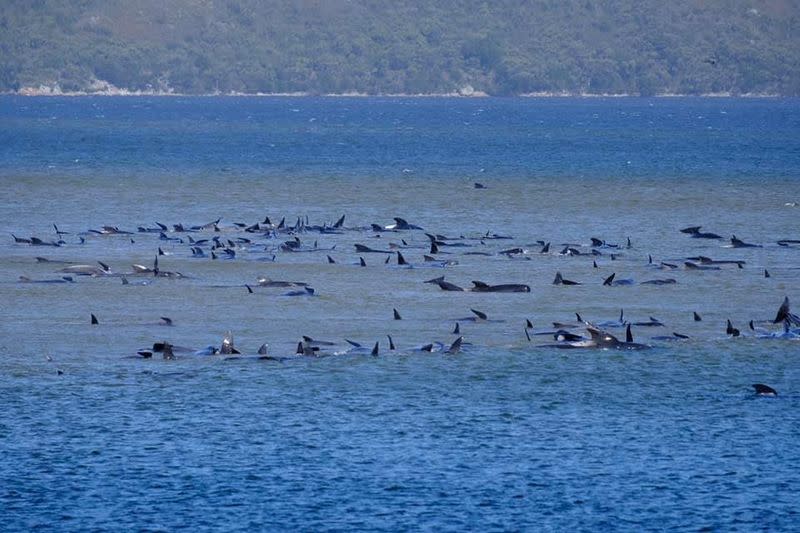 Balletas piloto varadas en Macquarie Heads