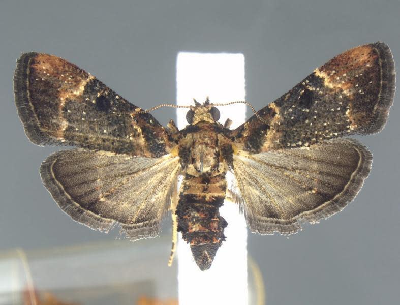 A photograph of the moth that was intercepted at the Detroit airport.  / Credit: Customs and Border Protection
