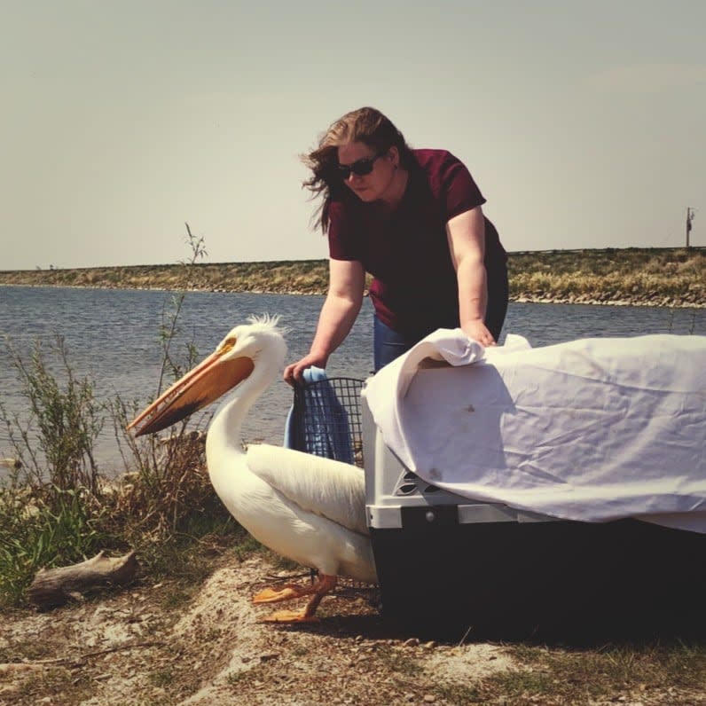 Melanie Whalen is director of animal care and wildlife services at Calgary Wildlife and co-founder of the Calgary Urban Species Response Team, a group that rescues and tracks birds that accidentally strike one of the many soaring office towers in the downtown core.