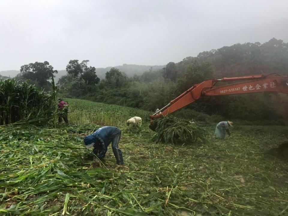 飛牛牧場玉米田疑似因未使用農藥，遭秋行軍蟲入侵，與羊咩咩搶糧食。（飛牛牧場提供）