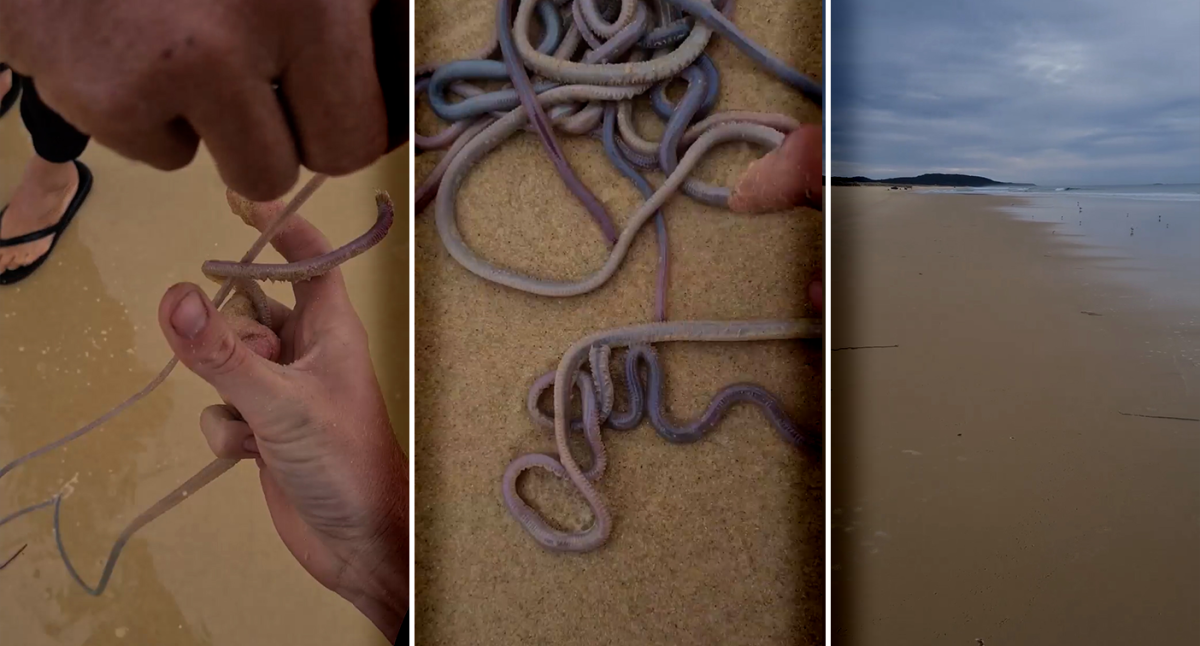 Poisoning fears after metre-long beach worms found dead