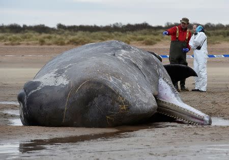 Rob Deaville (L) from London Zoo looks at the carcass of a Sperm whale on the beach in Hunstanton, Britain February 5, 2016. REUTERS/Alan Walter