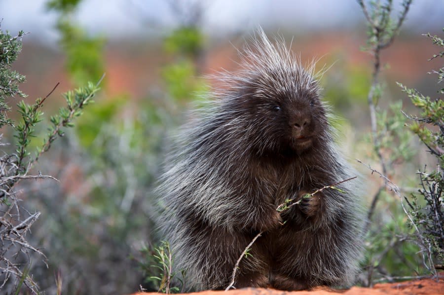Quilly Bob Thorton, a male porcupine (Erethizon dorsatum) from Triple D Game Farm in Kallispell, Montana. Photographed in southern Utah.