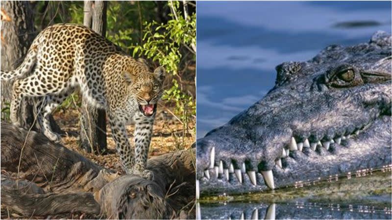 獵豹被鱷魚拖下水，殘酷影片看傻網友。（示意圖／翻攝自pixabay）