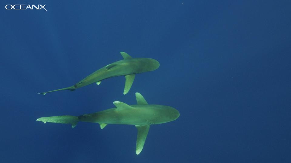 Researchers say this parallel swimming is a courtship behavior among oceanic whitetip sharks. The video was captured in July 2019 by researchers working off the Bahamas aboard the OceanX vessel Alucia.