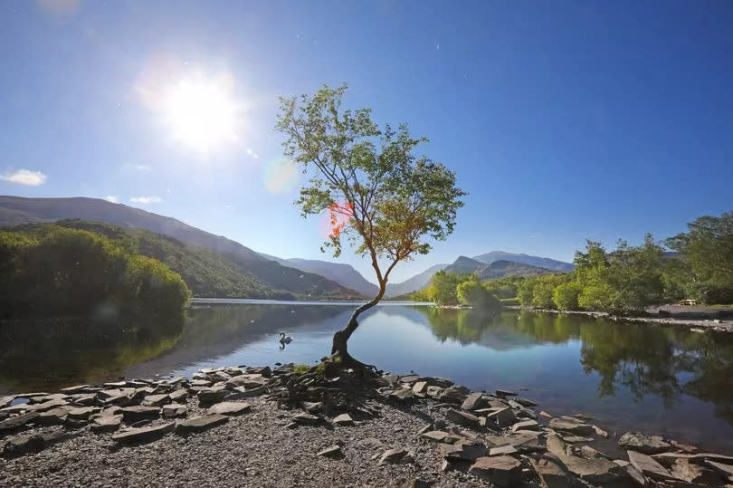 The iconic lonely tree at Llyn Padarn, Llanberis, looking towards Snowdonia